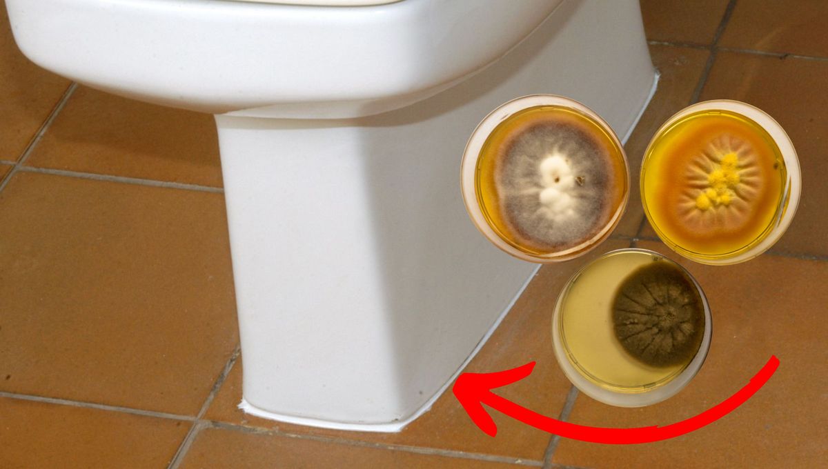 El vinagre destilado sirve para remover hongos, sarro y manchas de grasa. El vinagre destilado sirve para remover hongos, sarro y manchas de grasa. 