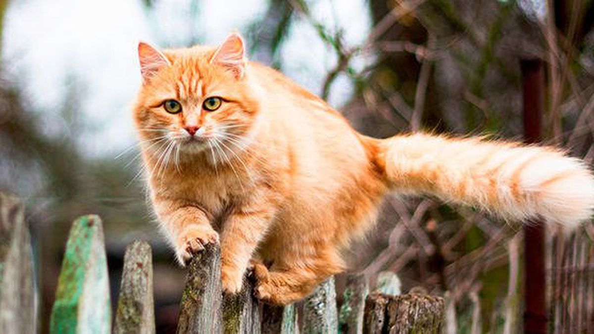 Un gato concentrado balancea la cola de un lado al otro lentamente.