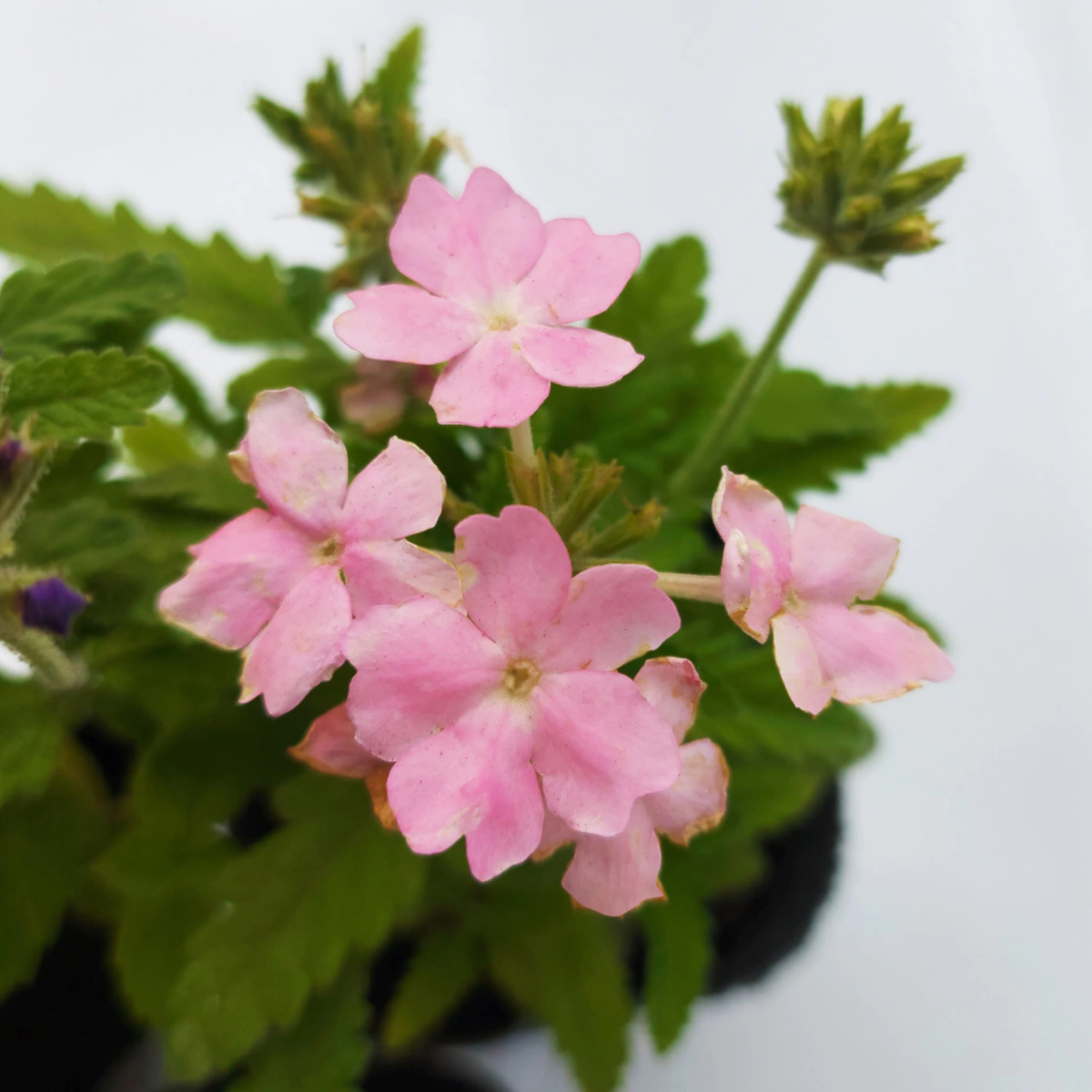 Esta planta no requiere de muchos cuidados y le dará un color increíble a tu jardín. Esta planta no requiere de muchos cuidados y le dará un color increíble a tu jardín.