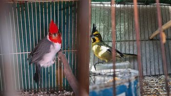 Recuperaron 20 aves silvestres que estaban en jaulas en una casa de General Alvear