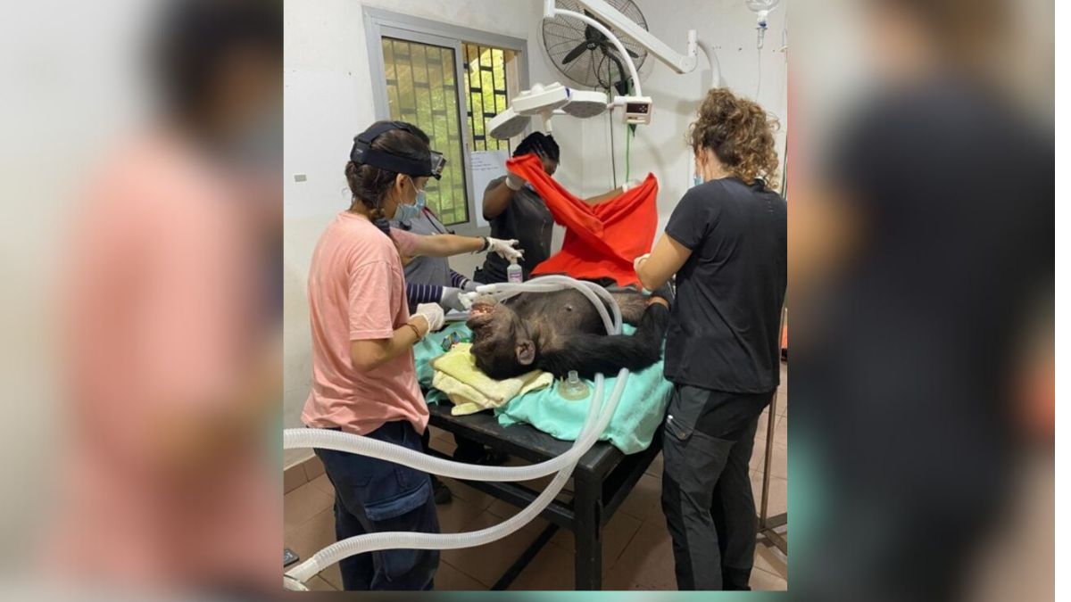 Uno de los momentos m&aacute;s dif&iacute;ciles del trabajo de la veterinaria Agustina Tapia: recibir animales que vienen en muy malas condiciones.&nbsp;