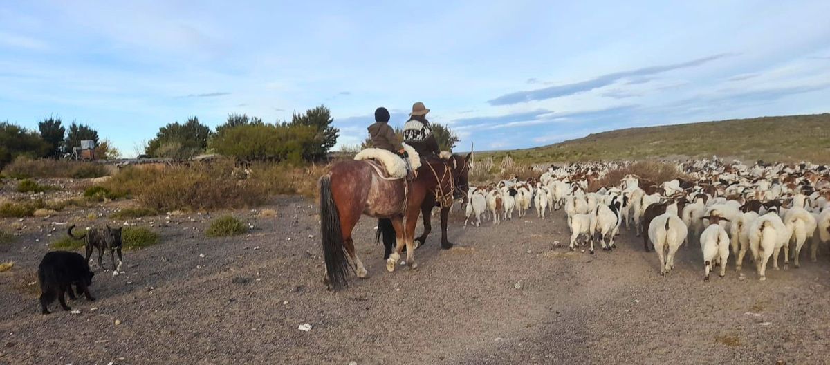 Thiago y su papá en una imagen frecuente en su puesto de Malargüe. Animales y vida libre en el campo. Thiago y su papá en una imagen frecuente en su puesto de Malargüe. Animales y vida libre en el campo.