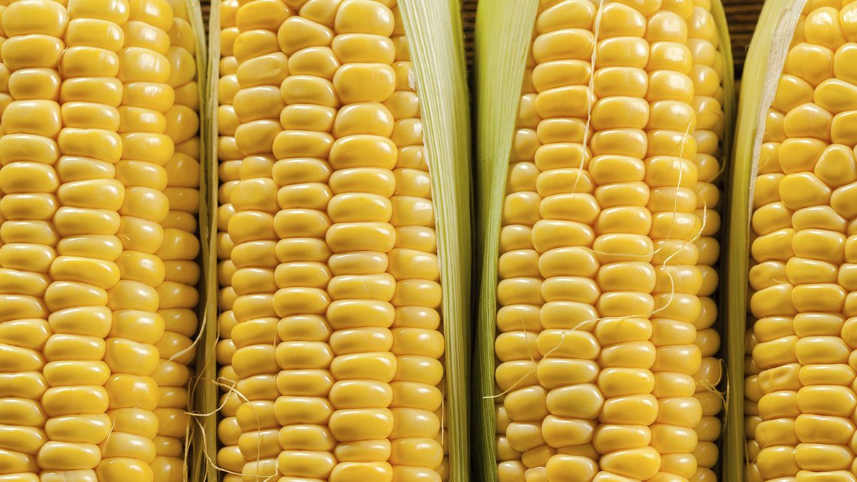 Benefits of eating corn in summer