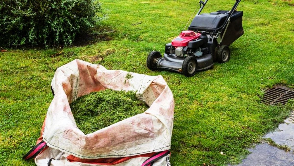 El césped recién cortado puede ser muy útil para tu jardín