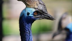 El casuarius casuarius es considerado el ave más peligroso del mundo. Imagen de Pixabay.