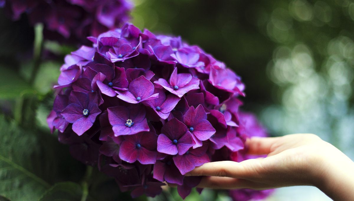 El secreto de los jardineros para cuidar las hortensias en invierno