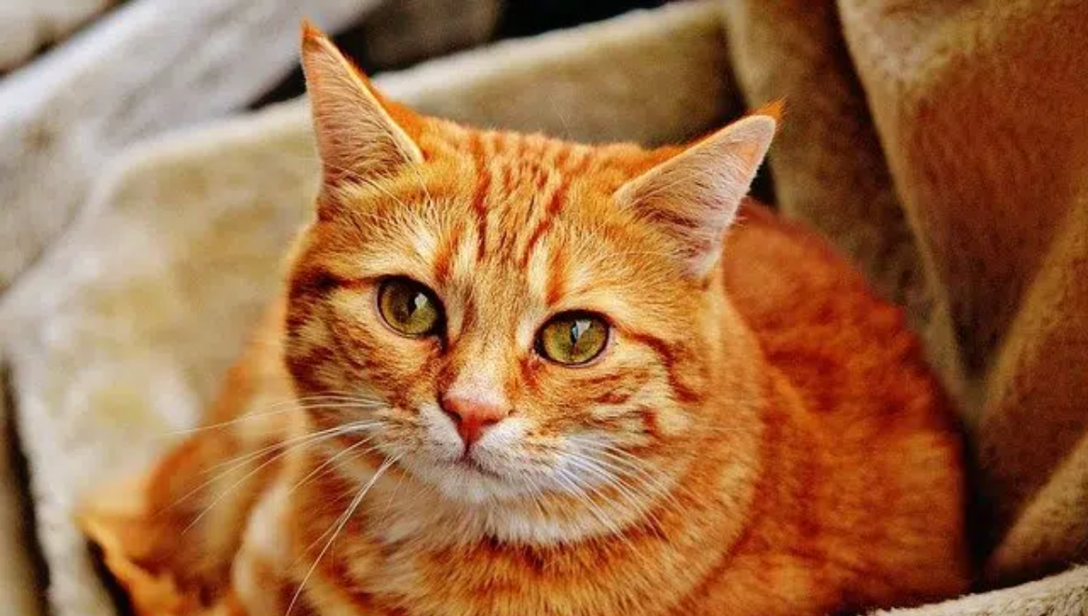 Dile adiós a las pulgas y garrapatas de tu gato con este eficaz producto que ofrece Mercadona