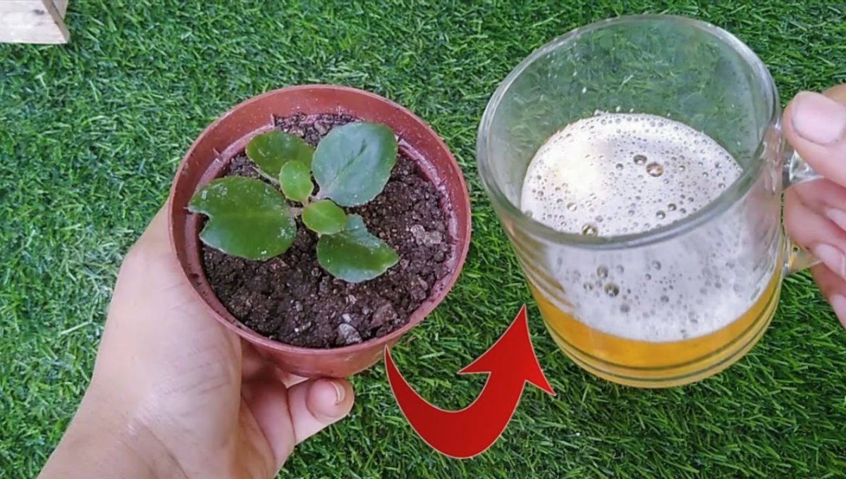 La cerveza es un ingrediente muy utilizado en el mundo de las plantas