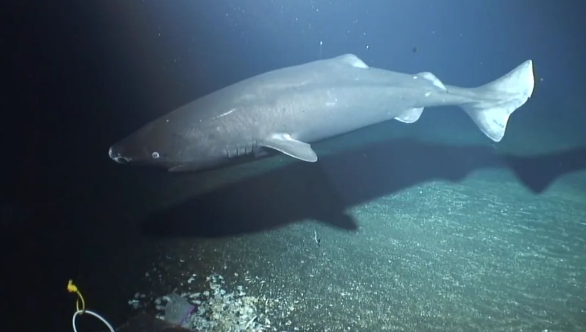 El tiburón dormilón del Pacífico (Somniosus pacificus) es una especie de tiburón perteneciente a la familia Somniosidae que habita alrededor del planeta sobre la plataforma continental y el borde del talud en aguas templadas El tiburón dormilón del Pacífico (Somniosus pacificus) es una especie de tiburón perteneciente a la familia Somniosidae que habita alrededor del planeta sobre la plataforma continental y el borde del talud en aguas templadas