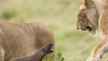 ¿Rey de la selva?
