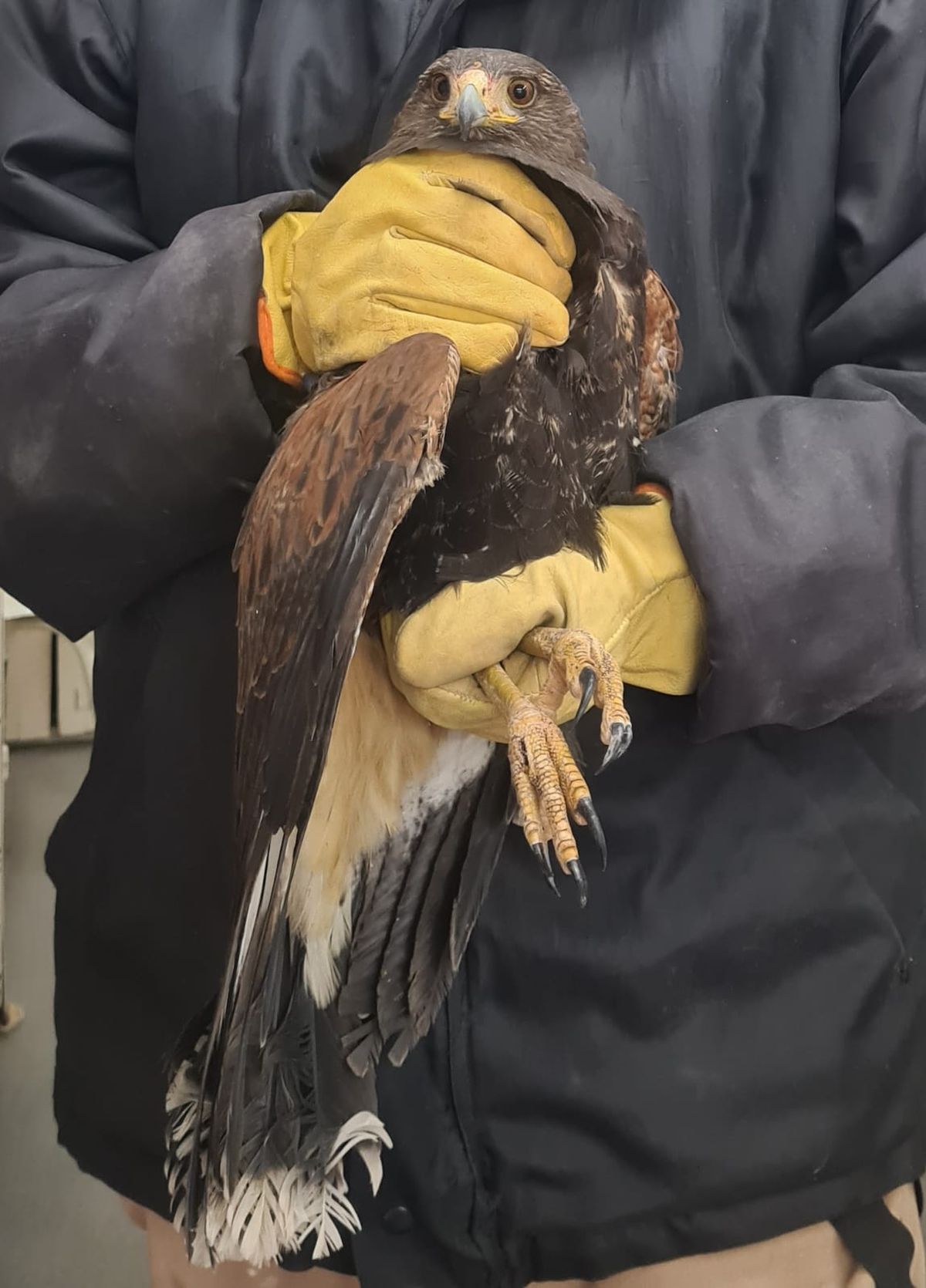 Zorzal negro rescatado. Zorzal negro rescatado.