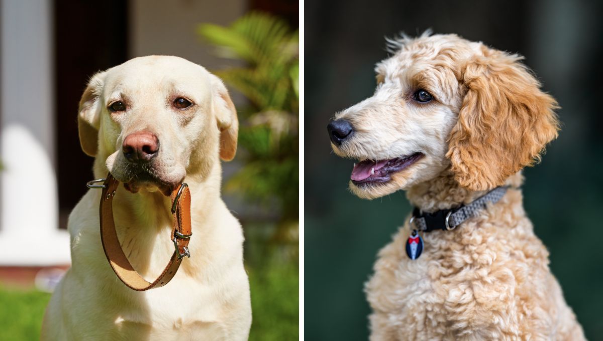 ¿Qué significan los colores de los collares para perro en CDMX?