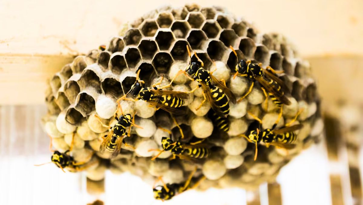 Las abejas construyen su panal en tu casa por diferentes motivos