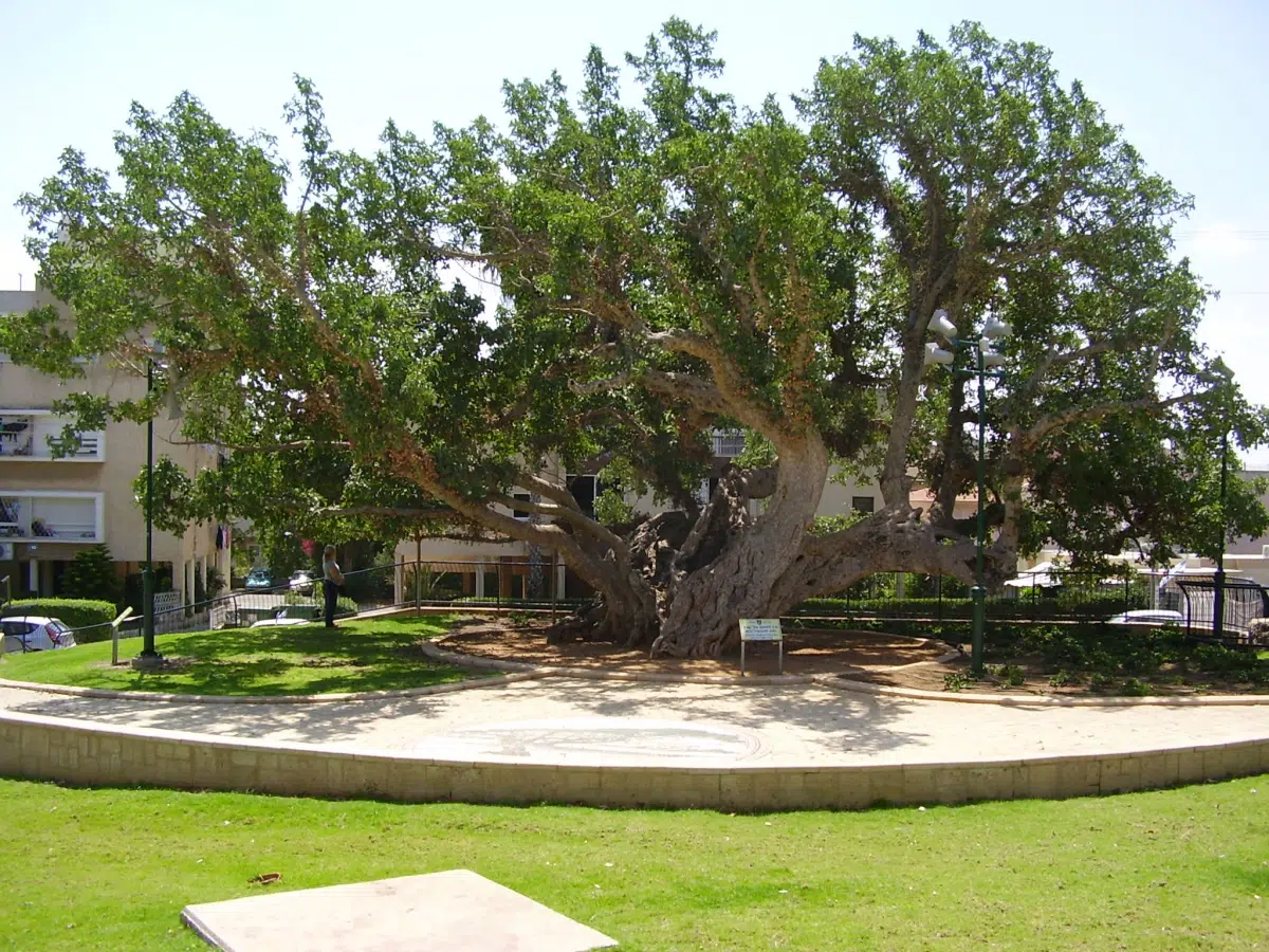 Este árbol requiere poco mantenimiento, y proporciona una gran sombra en el jardín. Este árbol requiere poco mantenimiento, y proporciona una gran sombra en el jardín. 