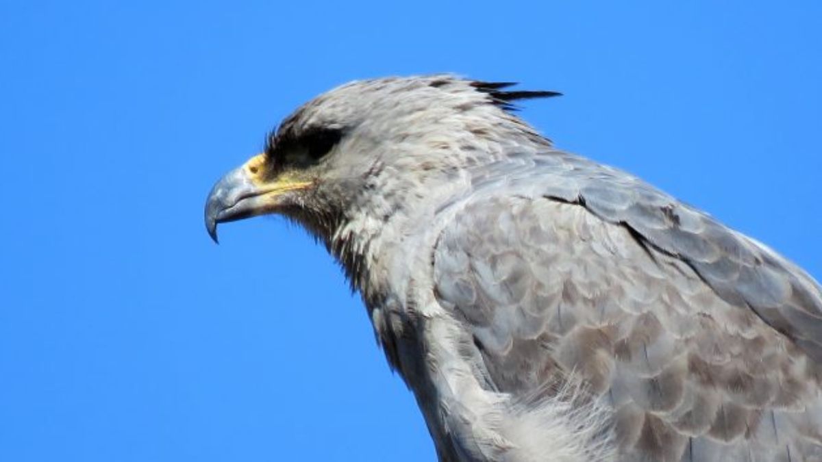 El águila coronada