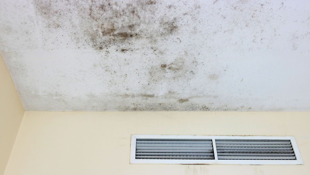 El moho en el techo puede ser peligroso para salud. El moho en el techo puede ser peligroso para salud. 