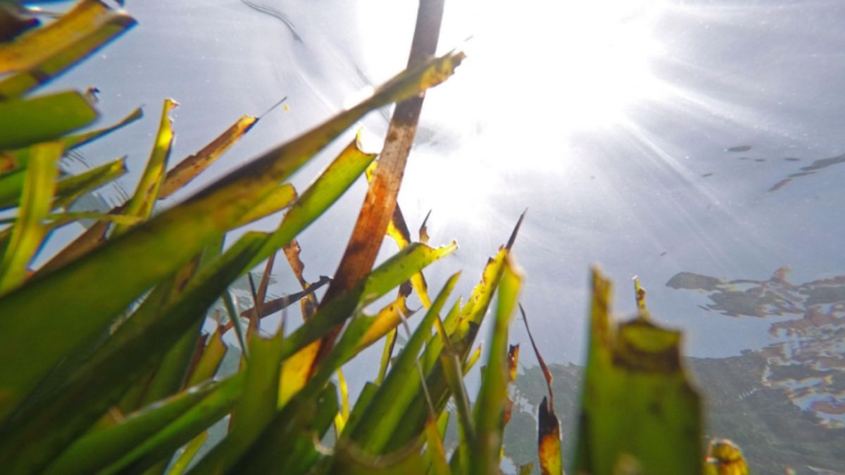 Hierba de Neptuno en una playa de Mallorca, España. (Fuente: Alamy).
