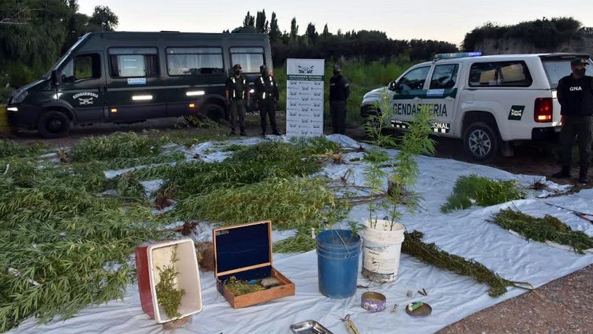 Encontraron 40 plantas de marihuana en dos casas de Tupungato