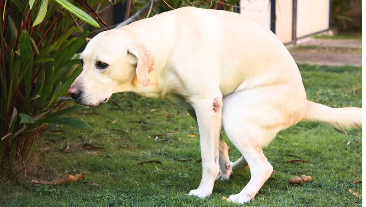 Ciencia veterinaria: por qué mi perro hace sus heces con sangre