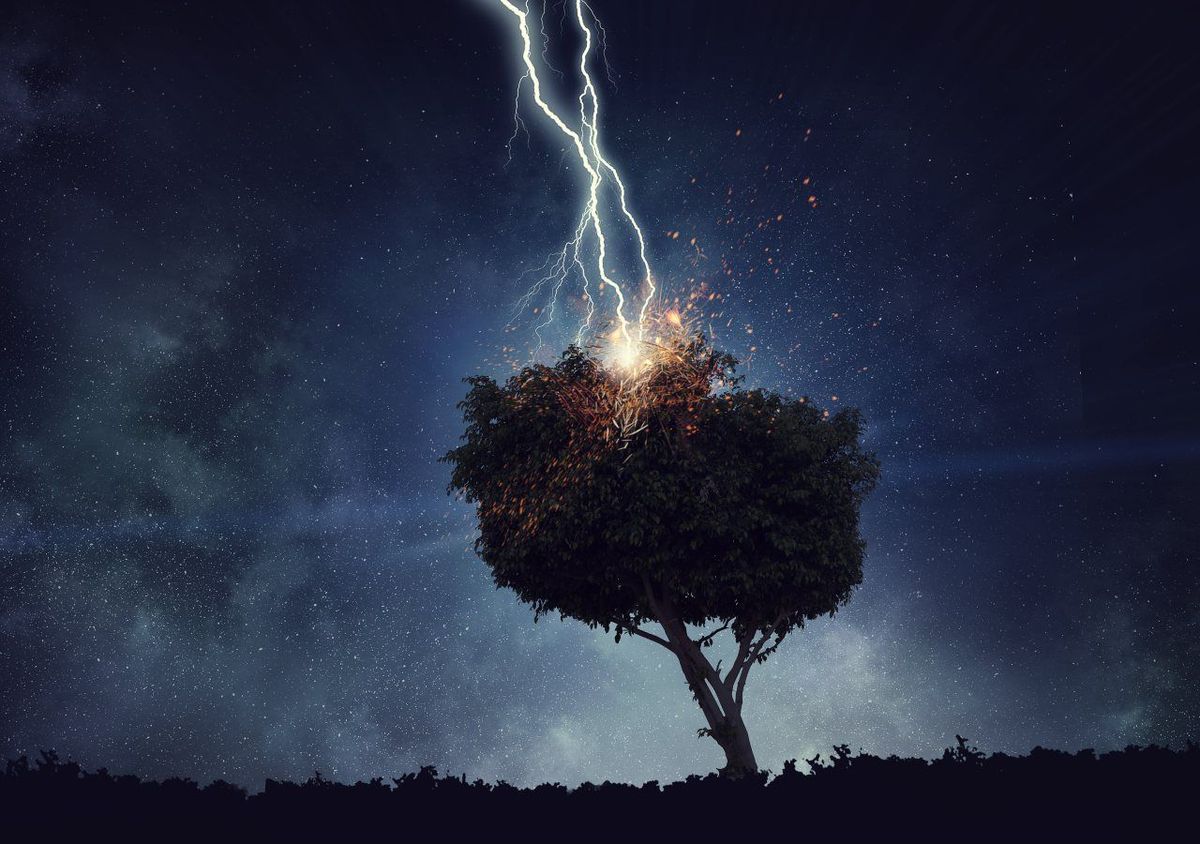 El descubrimiento de un árbol Zeus deja atónita a la comunidad científica