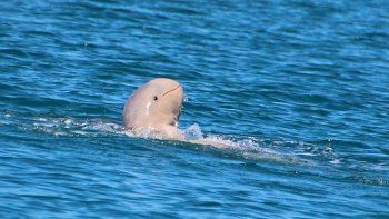 Descubren extraño delfín en las costas de Australia