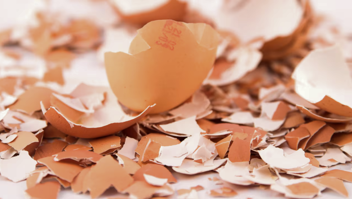 Convertí tus cáscaras de huevo en un poderoso repelente