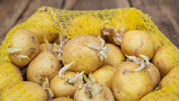 Ni en bolsas ni en la heladera: cómo guardar las papas para evitar que les salgan brotes Ni en bolsas ni en la heladera: cómo guardar las papas para evitar que les salgan brotes