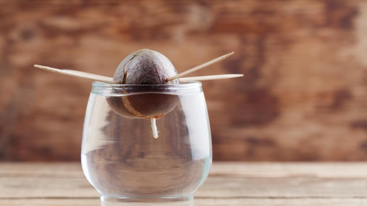 Sumergir el carozo de la palta en agua: por qué recomiendan hacerlo y para qué sirve Sumergir el carozo de la palta en agua: por qué recomiendan hacerlo y para qué sirve