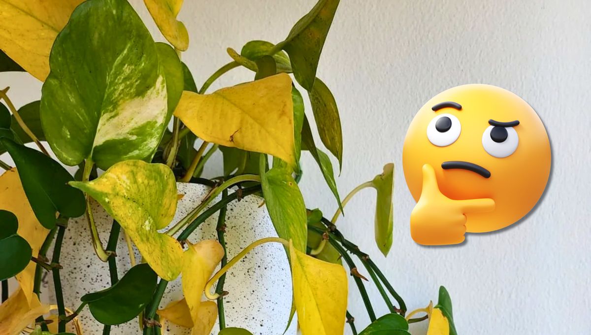 Aprende a leer las señales de tus plantas de interior