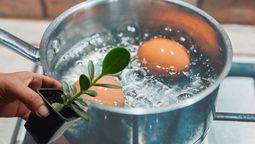 Aprovecha el agua de los huevos hervidos y dale un segundo uso con tu árbol de Jade
