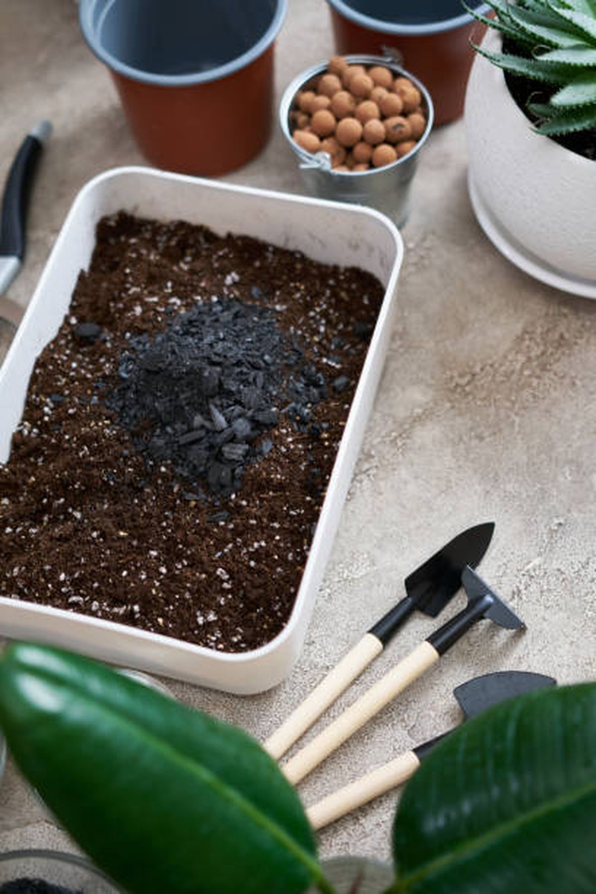 Ten&eacute;s que respetar las proporciones sugeridas de carb&oacute;n para no da&ntilde;ar la planta.