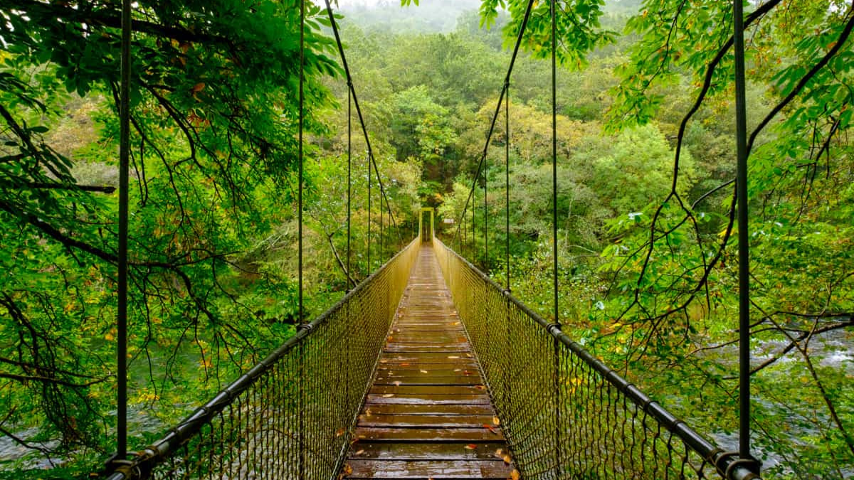 El pueblo de Pontevedra está situada en la costa de Galicia y su vegetación se entremezcla con el sonido del mar.