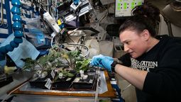 La NASA hizo muchos experimentos con plantas.