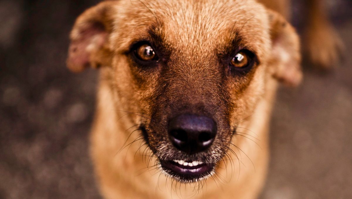 Un perro callejero no elige tu casa al azar. Un perro callejero no elige tu casa al azar.