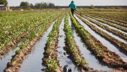 Mendoza es la provincia con mayor superficie con horticultura orgánica del país, que representa el 80% del total.