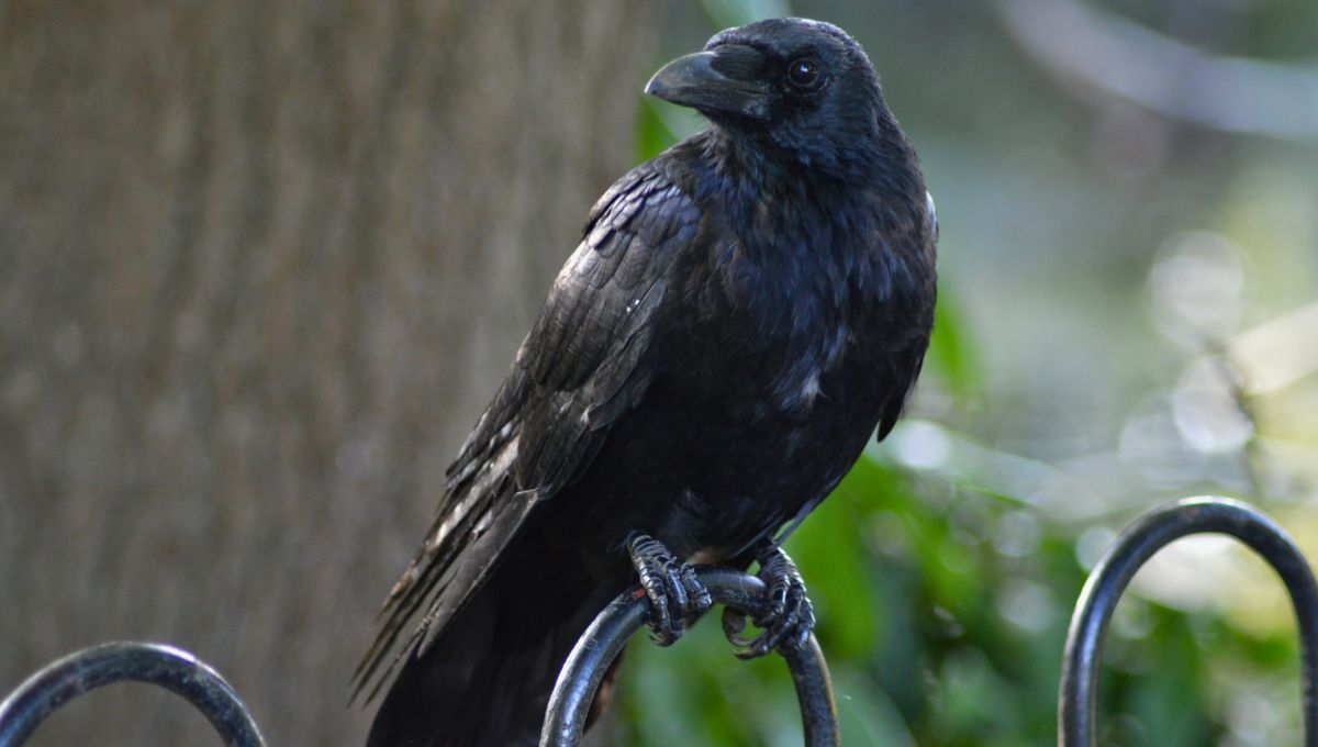 Su aparición está vinculada al entorno y al equilibrio ambiental. Fuente: Canva. Su aparición está vinculada al entorno y al equilibrio ambiental. Fuente: Canva.