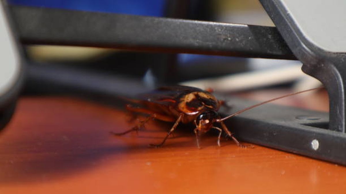 Alerta plagas: las señales que indican que viven cucarachas en tu cocina. Alerta plagas: las señales que indican que viven cucarachas en tu cocina.