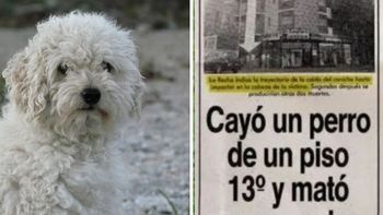 El caso del caniche que cayó desde un piso 13 y provocó tres muertes