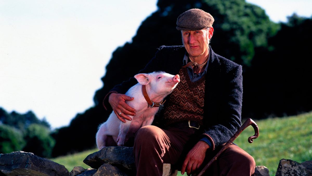 Babe, el puerquito valiente es una película disponible en Netflix que fue nominada a 7 Premios Oscar. Foto: Themoviedb. Babe, el puerquito valiente es una película disponible en Netflix que fue nominada a 7 Premios Oscar. Foto: Themoviedb.