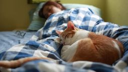 Qué significa que tu gato duerma encima tuyo