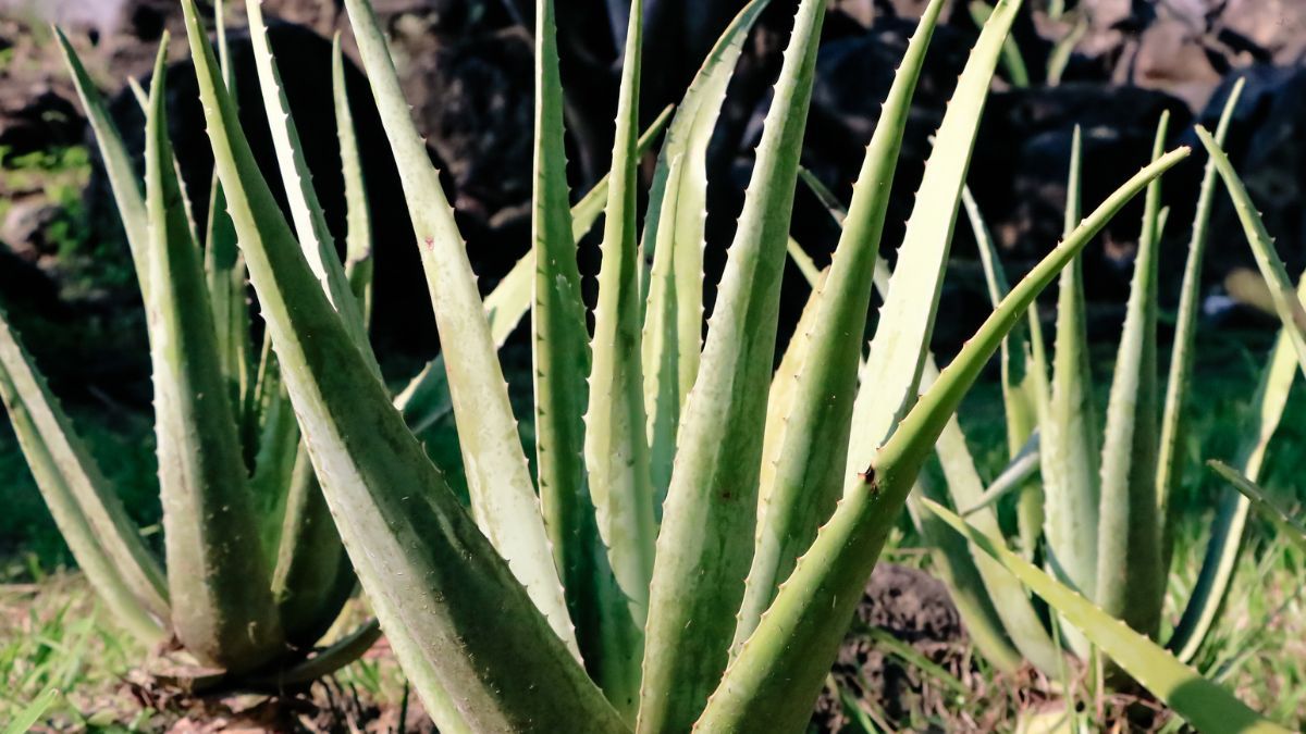 Aloe vera. Aloe vera.