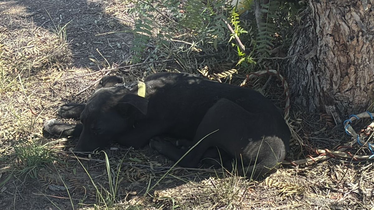 La pareja en situación de calle también tenían un perro que fue rescatado.