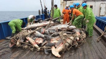 China supera a todos los países de América del Sur y se convierte en el mayor productor de peces amazónicos China supera a todos los países de América del Sur y se convierte en el mayor productor de peces amazónicos