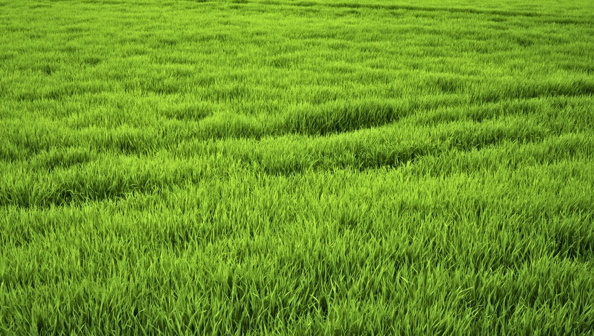 Diferencias entre tipos de pasto. Diferencias entre tipos de pasto.