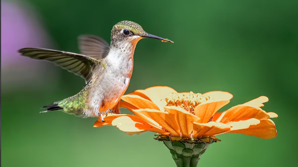 Muchas personas quieren tener colibrís paseando por su jardín.&nbsp;