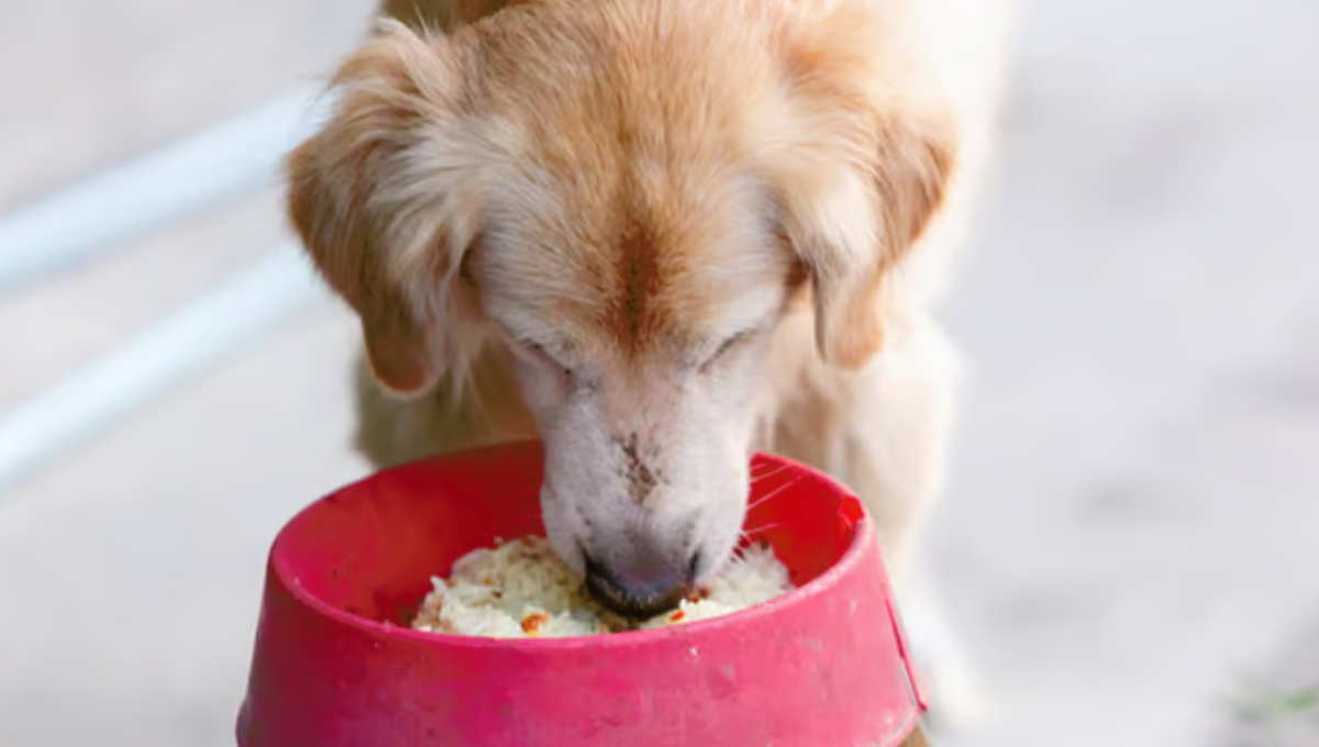 La ciencia veterinaria advirtió qué ocurre si mi perro come arroz blanco