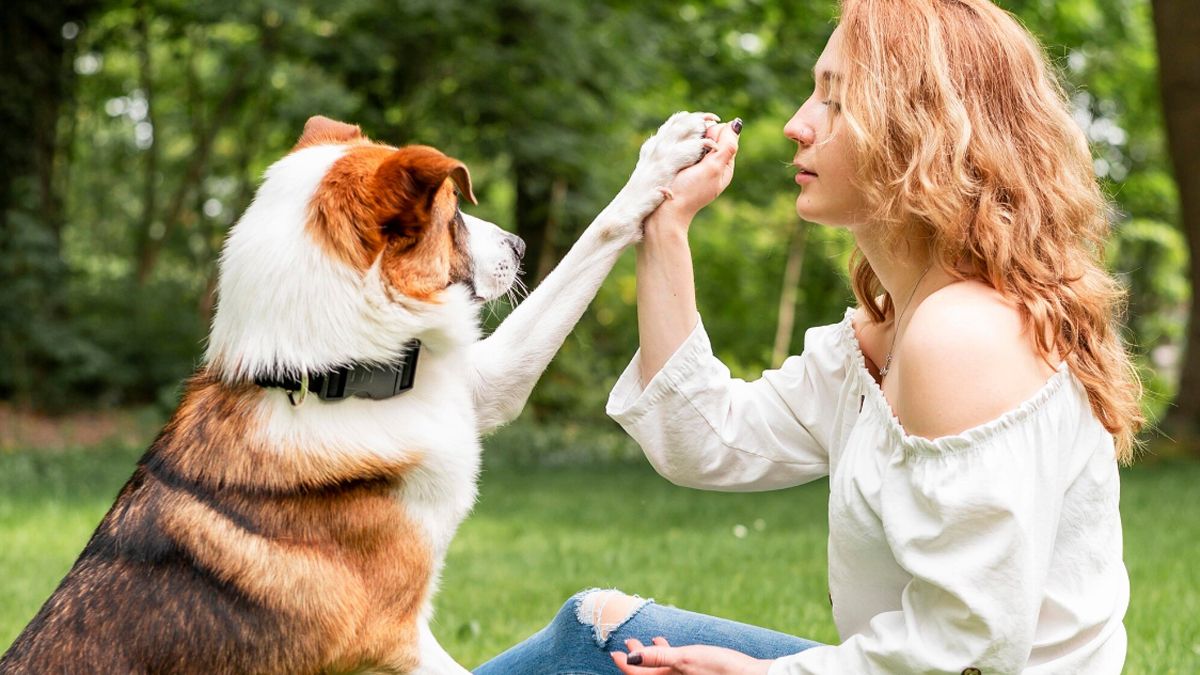 Cómo ganarte la confianza de tu perro
