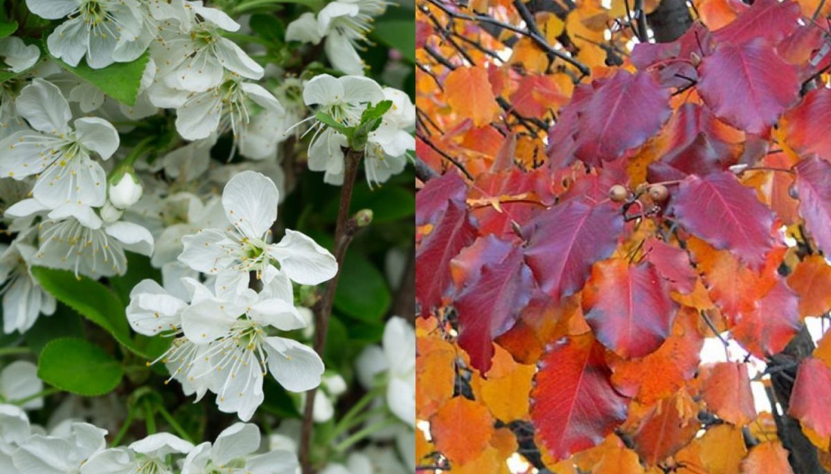 La floración del Pyrus Calleryana es espectacular, aunque en otoño también es un encanto, ya que sus hojas se tiñen de tonos rojizos. La floración del Pyrus Calleryana es espectacular, aunque en otoño también es un encanto, ya que sus hojas se tiñen de tonos rojizos.