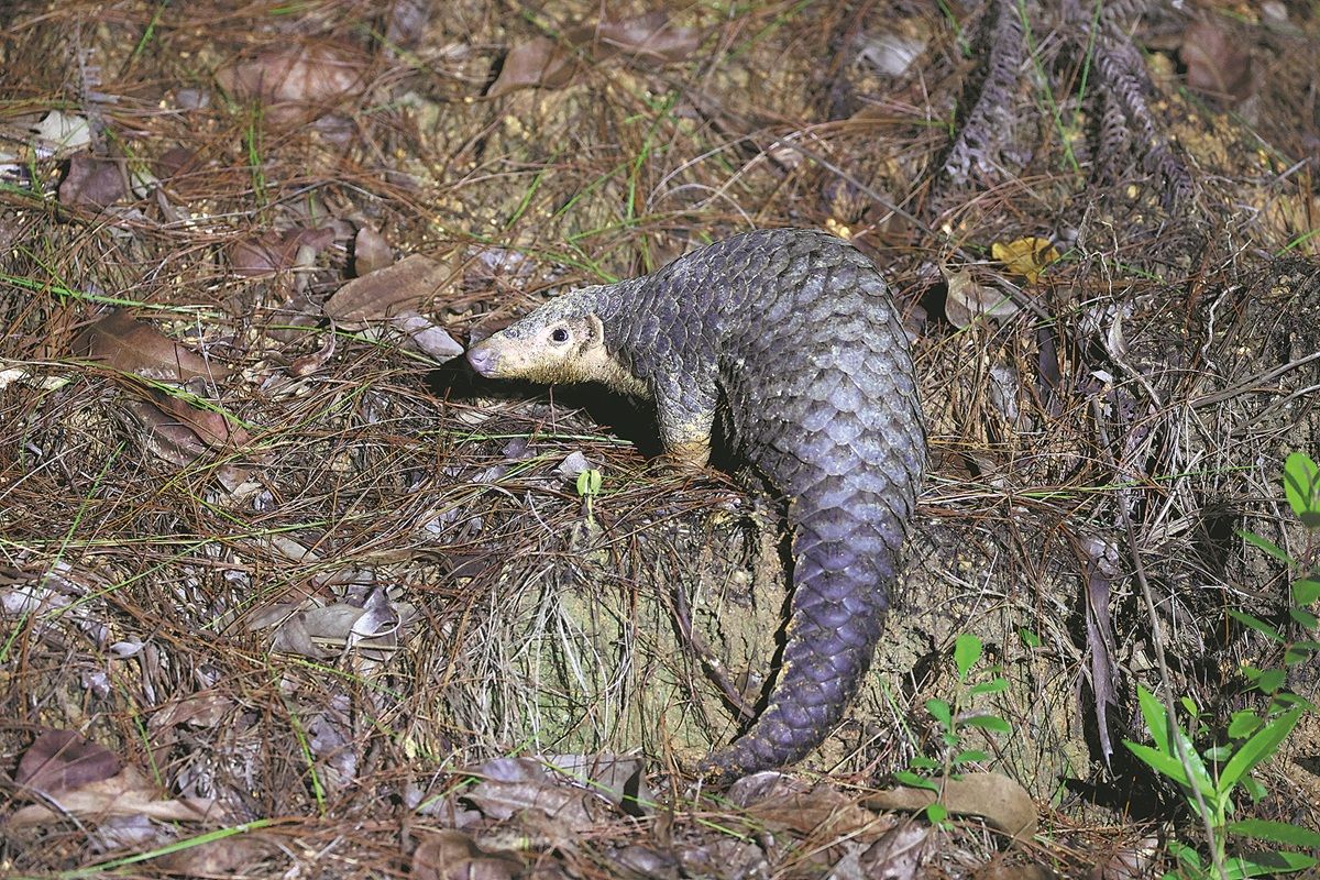 Un pangolín busca alimento en una reserva en el condado de Huidong. provincia de Guangdong. PARA USO DE CHINA DAILY