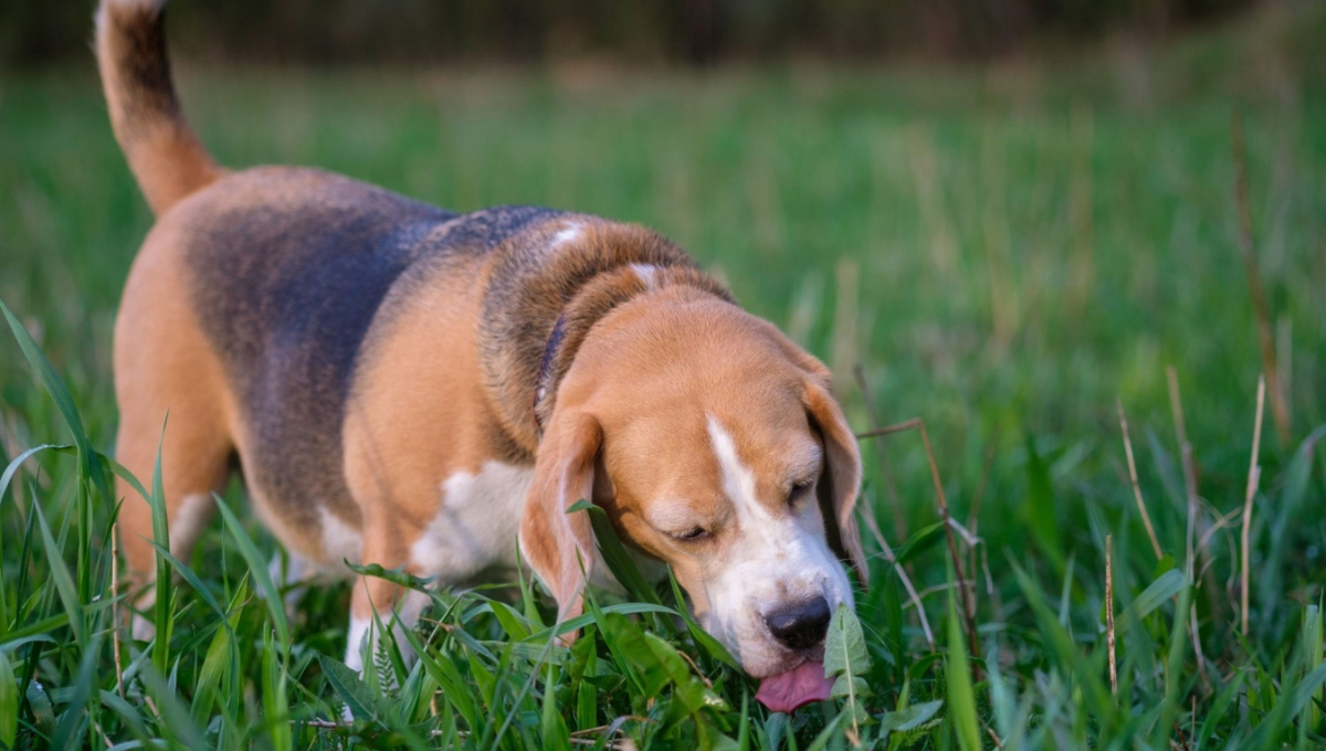 Por qué mi perro come pasto y lo vomita